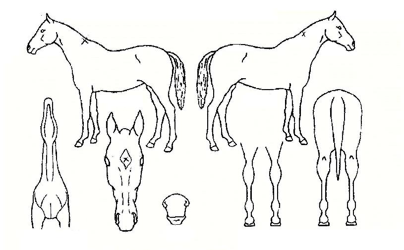 ¹«¼¶ÀÇ Ãø¸é,¿ì¸é,µÞ¸é,µÎ»ó,´Ù¸®ÀÇ Æ¯Â¡µµÇØ