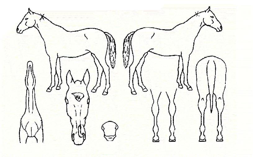 �����ڸ��� ����,���,�޸�,�λ�,�ٸ��� Ư¡����