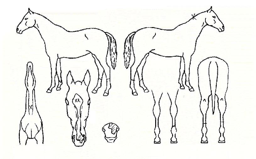 �ų����� ����,���,�޸�,�λ�,�ٸ��� Ư¡����