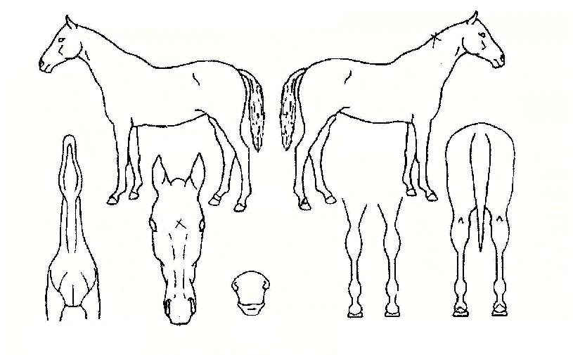 ºÎÈﱺ´ÜÀÇ Ãø¸é,¿ì¸é,µÞ¸é,µÎ»ó,´Ù¸®ÀÇ Æ¯Â¡µµÇØ