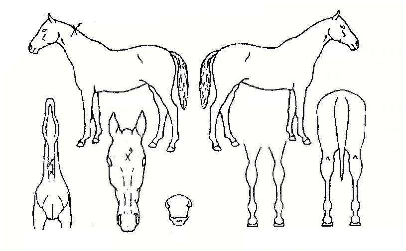 ¸®¾óÁªÀÚ¸¶ÀÇ Ãø¸é,¿ì¸é,µÞ¸é,µÎ»ó,´Ù¸®ÀÇ Æ¯Â¡µµÇØ