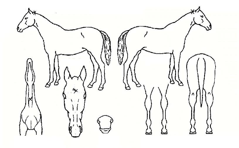 ³¯½ÚÁúÁÖÀÇ Ãø¸é,¿ì¸é,µÞ¸é,µÎ»ó,´Ù¸®ÀÇ Æ¯Â¡µµÇØ