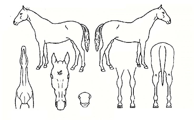 ������ ����,���,�޸�,�λ�,�ٸ��� Ư¡����