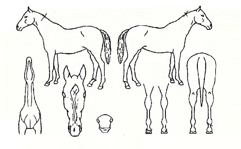 ���رݻ��� ����,���,�޸�,�λ�,�ٸ��� Ư¡����