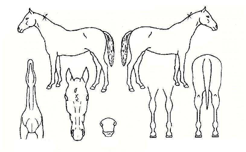 ���°����� ����,���,�޸�,�λ�,�ٸ��� Ư¡����