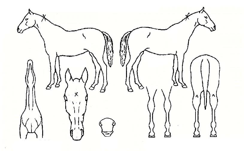 ���������� ����,���,�޸�,�λ�,�ٸ��� Ư¡����