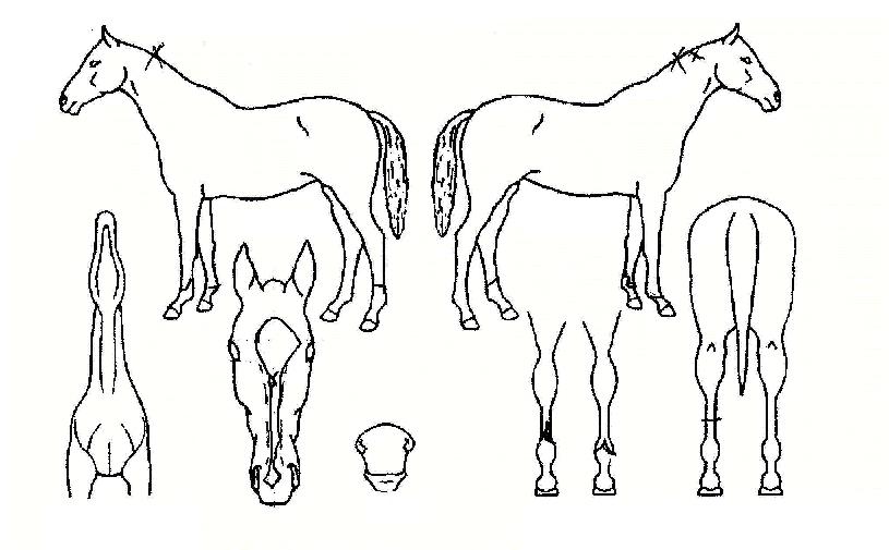 ��õ���� ����,���,�޸�,�λ�,�ٸ��� Ư¡����