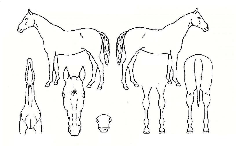 �����ڸ��� ����,���,�޸�,�λ�,�ٸ��� Ư¡����