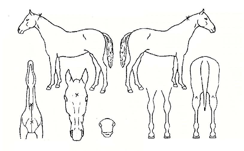 »ç·æÀÇ Ãø¸é,¿ì¸é,µÞ¸é,µÎ»ó,´Ù¸®ÀÇ Æ¯Â¡µµÇØ