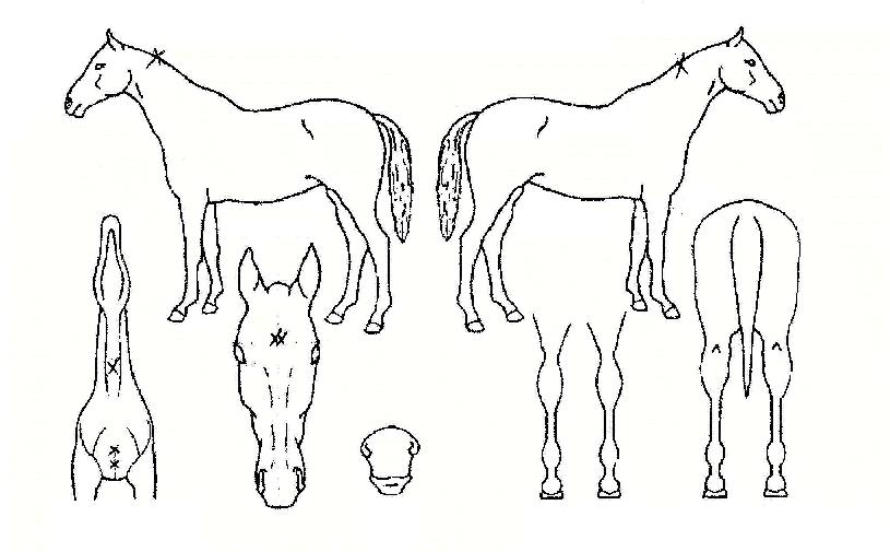 ¾ÆÆ¿¶óÀÇ Ãø¸é,¿ì¸é,µÞ¸é,µÎ»ó,´Ù¸®ÀÇ Æ¯Â¡µµÇØ