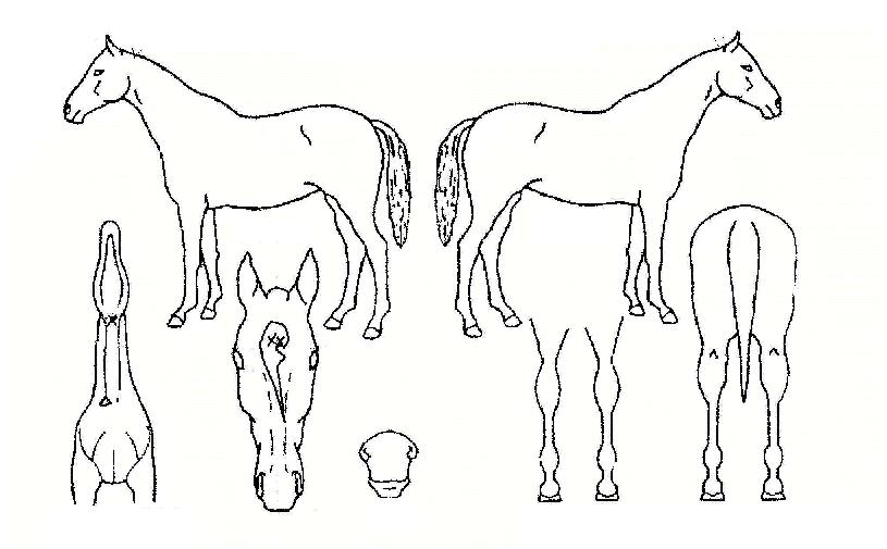 �¸������� ����,���,�޸�,�λ�,�ٸ��� Ư¡����