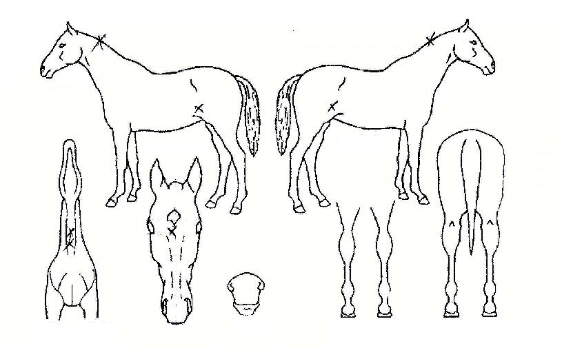 õ³â¼Õ´ÔÀÇ Ãø¸é,¿ì¸é,µÞ¸é,µÎ»ó,´Ù¸®ÀÇ Æ¯Â¡µµÇØ