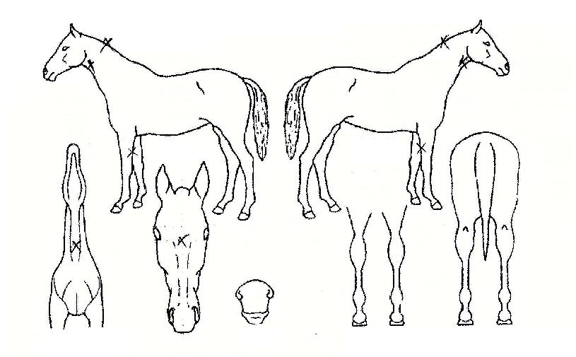 ´Þ¸ÂÀÌÀÇ Ãø¸é,¿ì¸é,µÞ¸é,µÎ»ó,´Ù¸®ÀÇ Æ¯Â¡µµÇØ