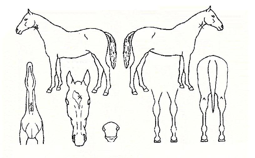 �����ڸ��� ����,���,�޸�,�λ�,�ٸ��� Ư¡����