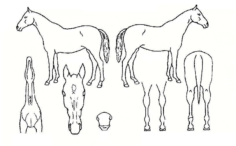 ��������� ����,���,�޸�,�λ�,�ٸ��� Ư¡����