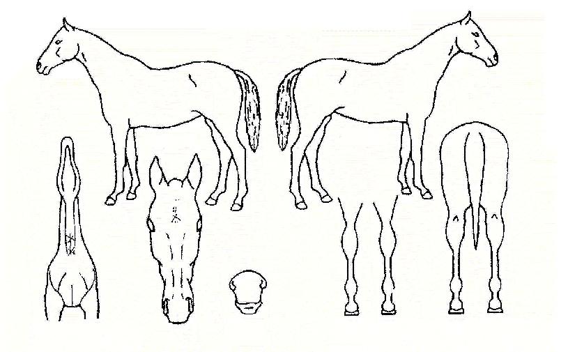 ⿵´ë¿îÀÇ Ãø¸é,¿ì¸é,µÞ¸é,µÎ»ó,´Ù¸®ÀÇ Æ¯Â¡µµÇØ