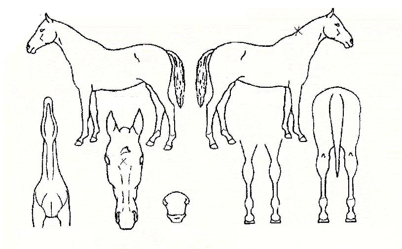 ·Õº£½ºÆ®ÀÇ Ãø¸é,¿ì¸é,µÞ¸é,µÎ»ó,´Ù¸®ÀÇ Æ¯Â¡µµÇØ