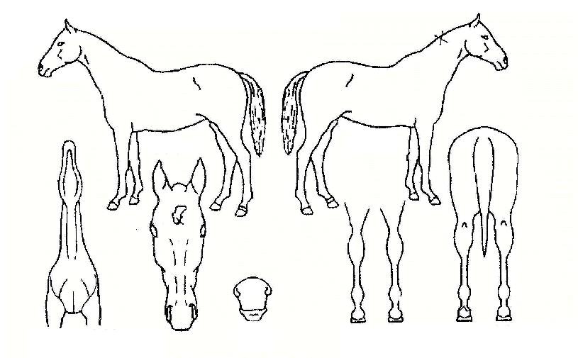 ���������ڸ��� ����,���,�޸�,�λ�,�ٸ��� Ư¡����