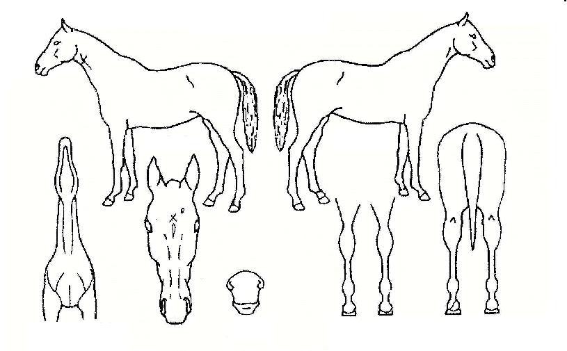 ¹Ì³àÀÇ Ãø¸é,¿ì¸é,µÞ¸é,µÎ»ó,´Ù¸®ÀÇ Æ¯Â¡µµÇØ