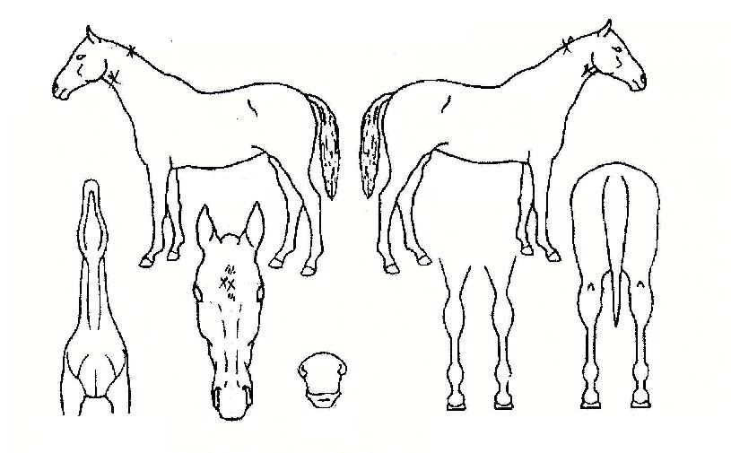 ¸¸´ë»êÀÚ¸¶ÀÇ Ãø¸é,¿ì¸é,µÞ¸é,µÎ»ó,´Ù¸®ÀÇ Æ¯Â¡µµÇØ