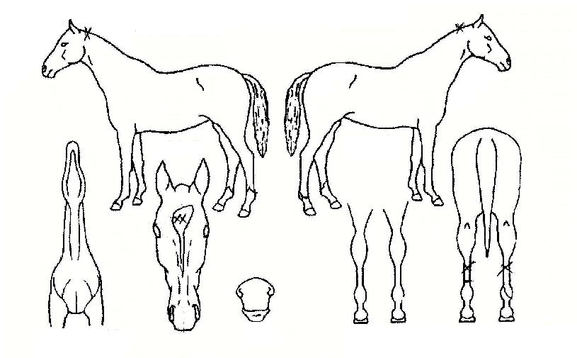 �����ǿ����� ����,���,�޸�,�λ�,�ٸ��� Ư¡����