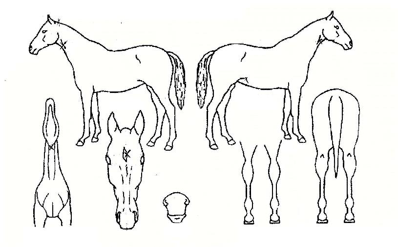 ·çµ¹ÇÁÀÇ Ãø¸é,¿ì¸é,µÞ¸é,µÎ»ó,´Ù¸®ÀÇ Æ¯Â¡µµÇØ