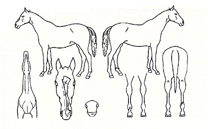 ¶æÀÌÄ¿ÀÇ Ãø¸é,¿ì¸é,µÞ¸é,µÎ»ó,´Ù¸®ÀÇ Æ¯Â¡µµÇØ