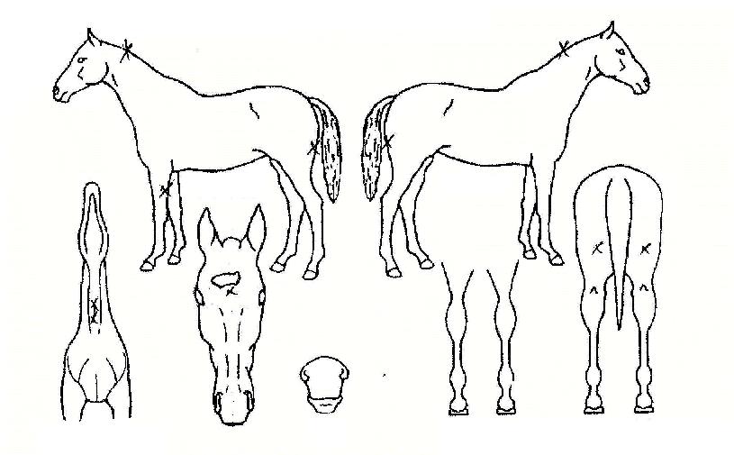 ÃÊÅÂdzÀÇ Ãø¸é,¿ì¸é,µÞ¸é,µÎ»ó,´Ù¸®ÀÇ Æ¯Â¡µµÇØ