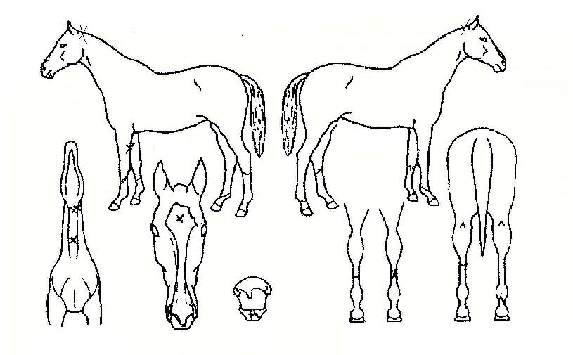 õ�ϸ����� ����,���,�޸�,�λ�,�ٸ��� Ư¡����