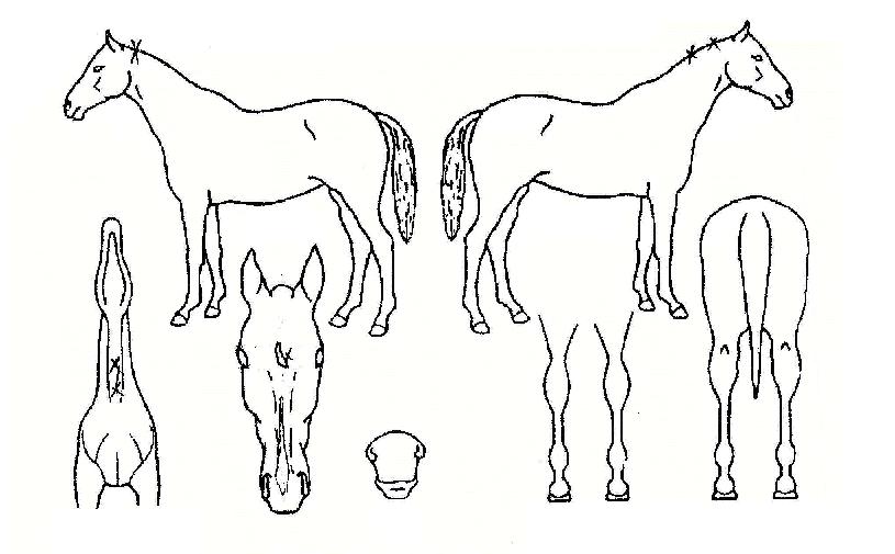 ��������� ����,���,�޸�,�λ�,�ٸ��� Ư¡����