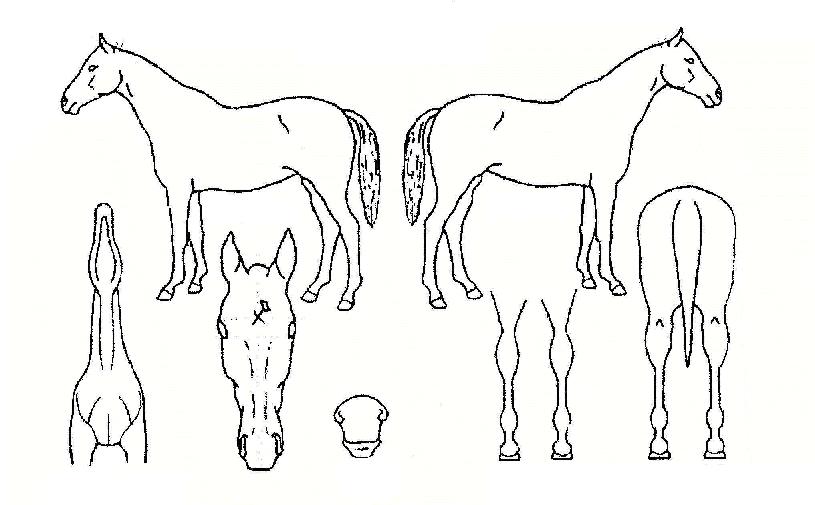 ÁÁÀº¾ÆÄ§ÀÇ Ãø¸é,¿ì¸é,µÞ¸é,µÎ»ó,´Ù¸®ÀÇ Æ¯Â¡µµÇØ