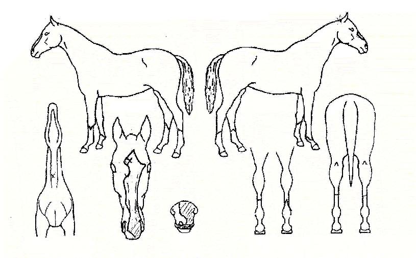 ũ����������� ����,���,�޸�,�λ�,�ٸ��� Ư¡����