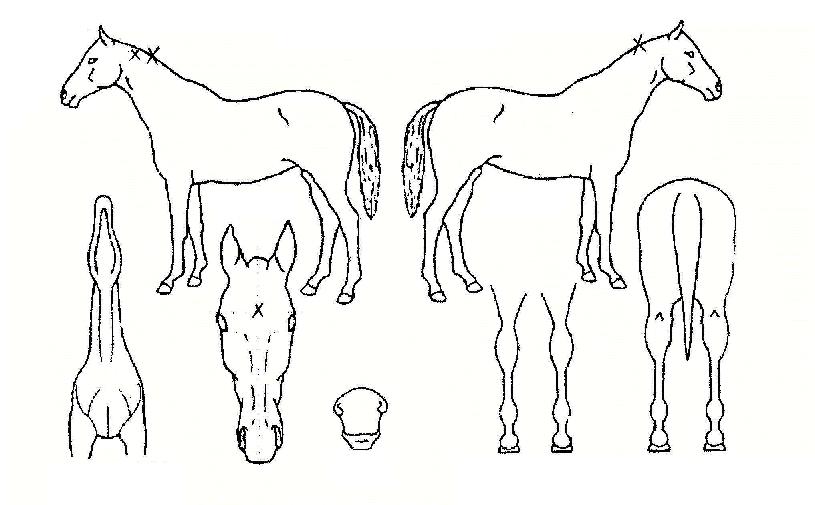 �����ǹ��ڸ��� ����,���,�޸�,�λ�,�ٸ��� Ư¡����