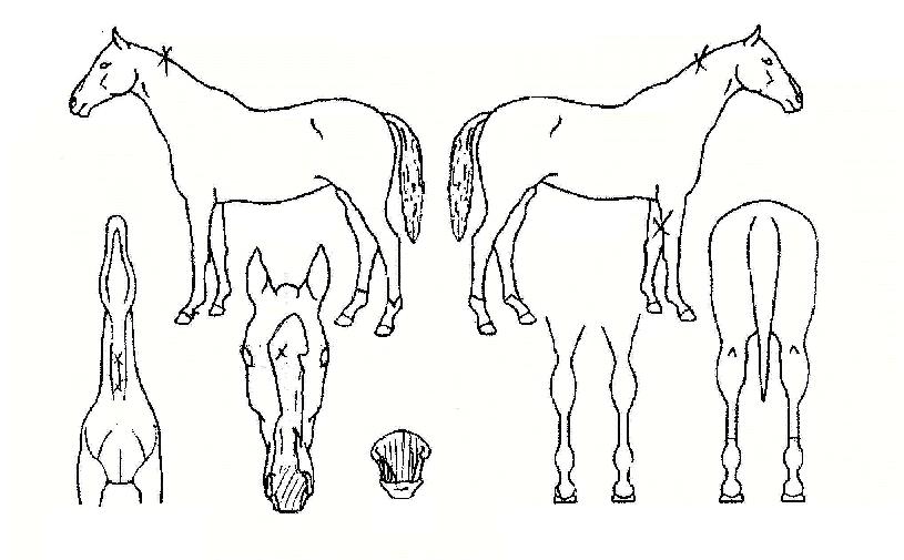 ¼Ãµ¾ç¹ÝÀÇ Ãø¸é,¿ì¸é,µÞ¸é,µÎ»ó,´Ù¸®ÀÇ Æ¯Â¡µµÇØ