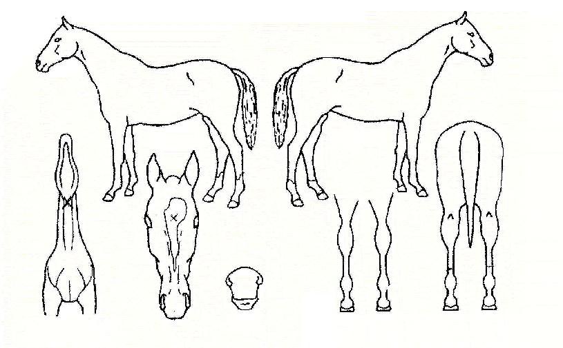 ½º¸¶Æ®¶óÀÌÇÁÀÇ Ãø¸é,¿ì¸é,µÞ¸é,µÎ»ó,´Ù¸®ÀÇ Æ¯Â¡µµÇØ