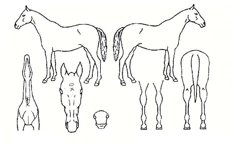 µå¸²¸Ó½ÅÀÇ Ãø¸é,¿ì¸é,µÞ¸é,µÎ»ó,´Ù¸®ÀÇ Æ¯Â¡µµÇØ