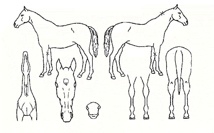 ¾ç°µµÀÇ Ãø¸é,¿ì¸é,µÞ¸é,µÎ»ó,´Ù¸®ÀÇ Æ¯Â¡µµÇØ