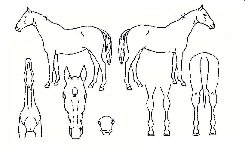 ���¾ִ��ڸ��� ����,���,�޸�,�λ�,�ٸ��� Ư¡����