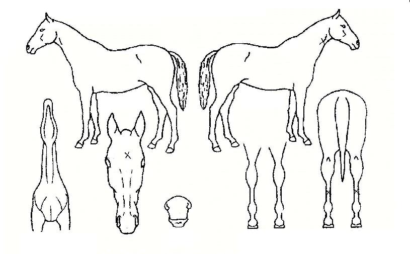 ���������� ����,���,�޸�,�λ�,�ٸ��� Ư¡����