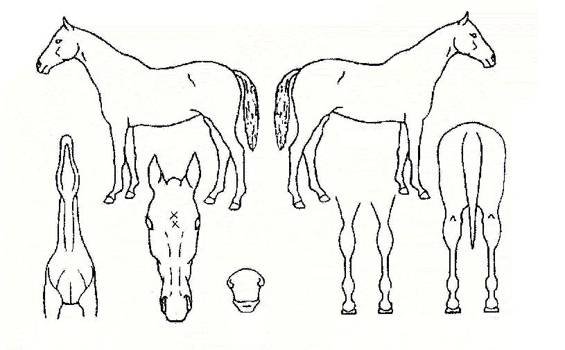 Æú¶ó¸®½ºÀÇ Ãø¸é,¿ì¸é,µÞ¸é,µÎ»ó,´Ù¸®ÀÇ Æ¯Â¡µµÇØ