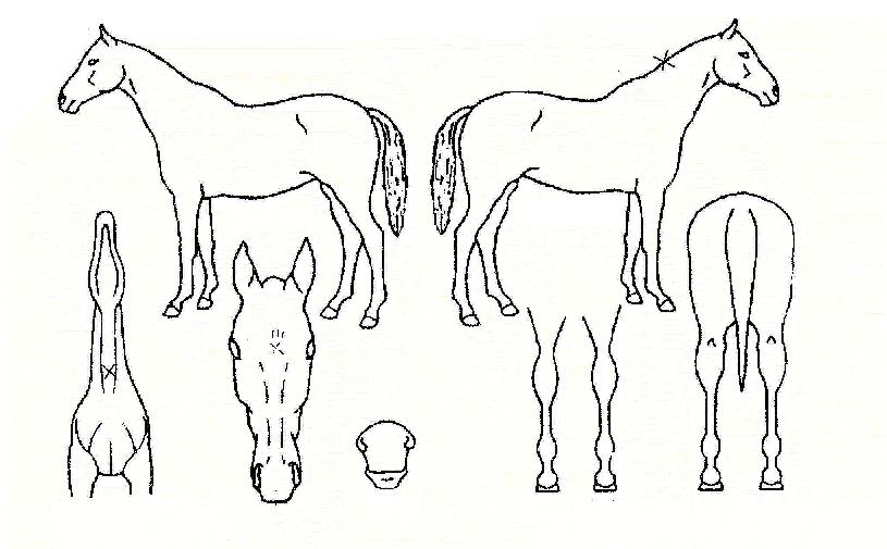 �����Ŀ��� ����,���,�޸�,�λ�,�ٸ��� Ư¡����