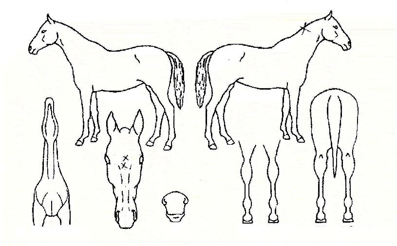 ´çÂù°¡½¿ÀÇ Ãø¸é,¿ì¸é,µÞ¸é,µÎ»ó,´Ù¸®ÀÇ Æ¯Â¡µµÇØ