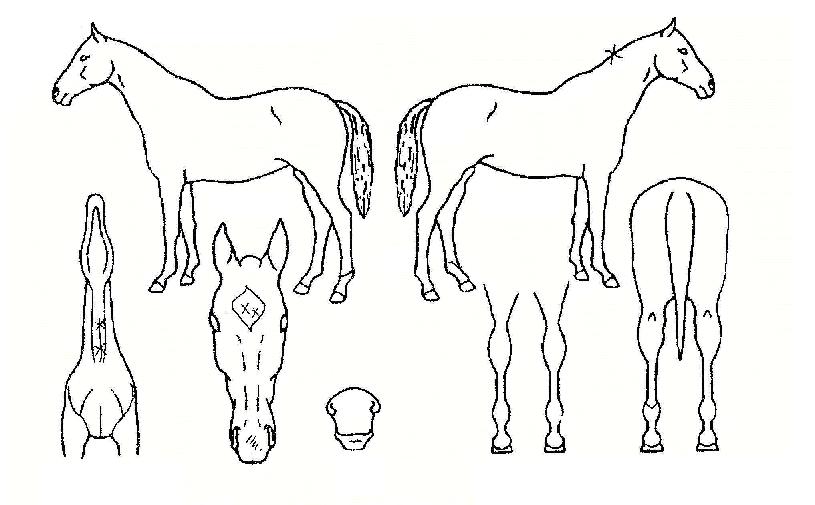 �������� ����,���,�޸�,�λ�,�ٸ��� Ư¡����