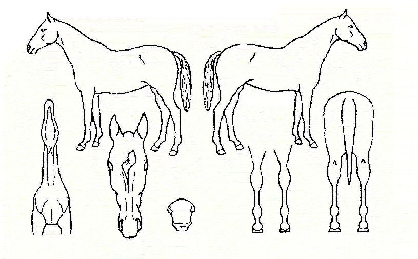 ¾ÖÄõ¸Ó¸°ÀÇ Ãø¸é,¿ì¸é,µÞ¸é,µÎ»ó,´Ù¸®ÀÇ Æ¯Â¡µµÇØ