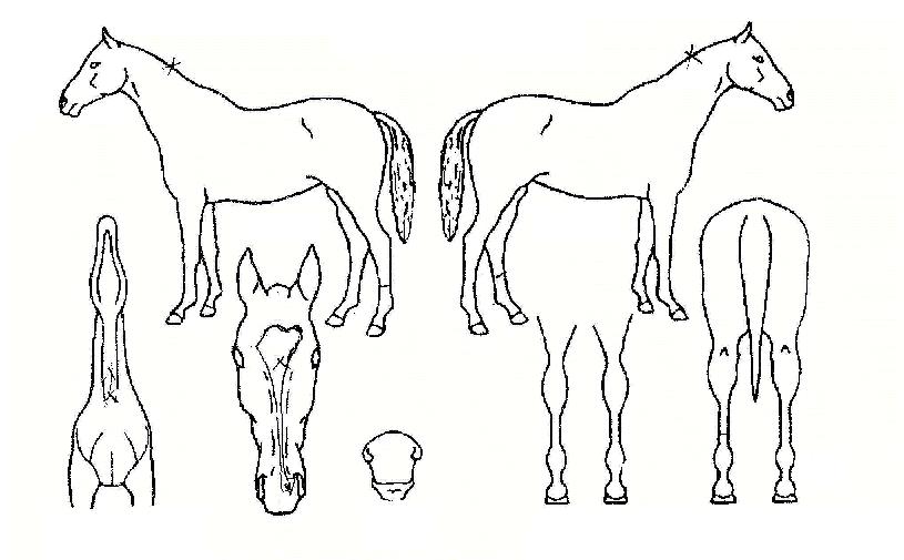 ������� ����,���,�޸�,�λ�,�ٸ��� Ư¡����