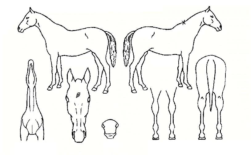 ³í°ñ»ç·É°üÀÇ Ãø¸é,¿ì¸é,µÞ¸é,µÎ»ó,´Ù¸®ÀÇ Æ¯Â¡µµÇØ