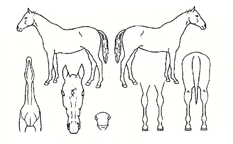 ³ªµµÁ¤»óÀÇ Ãø¸é,¿ì¸é,µÞ¸é,µÎ»ó,´Ù¸®ÀÇ Æ¯Â¡µµÇØ