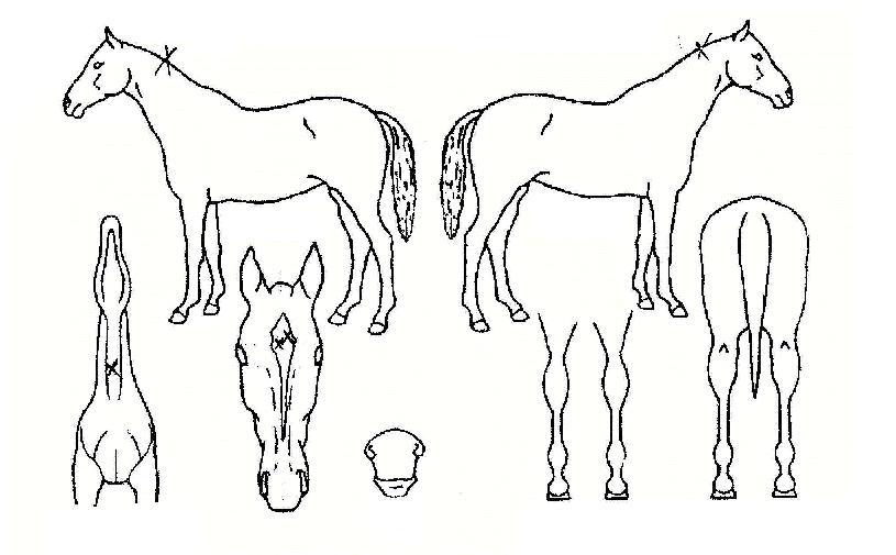 �¹��屺�� ����,���,�޸�,�λ�,�ٸ��� Ư¡����