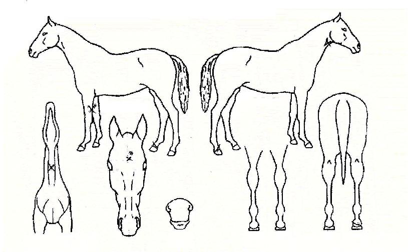 ÇÏÀ̺¸ÀÌÀÇ Ãø¸é,¿ì¸é,µÞ¸é,µÎ»ó,´Ù¸®ÀÇ Æ¯Â¡µµÇØ