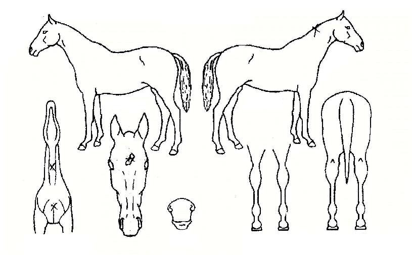 Àý´ëÁ¸ÀçÀÇ Ãø¸é,¿ì¸é,µÞ¸é,µÎ»ó,´Ù¸®ÀÇ Æ¯Â¡µµÇØ